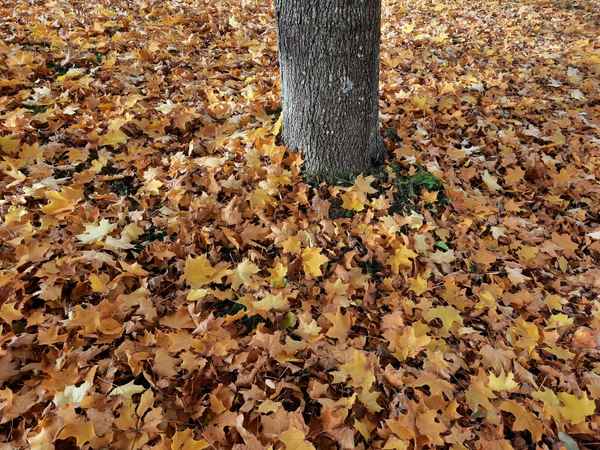 Herbst