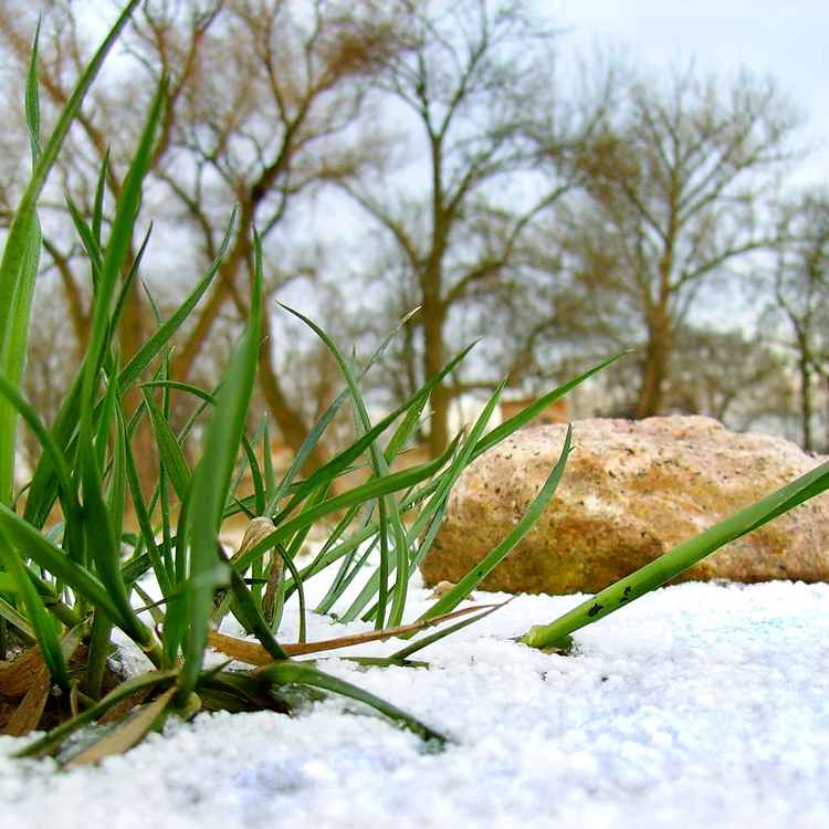 Schnee, Gras, Stein...