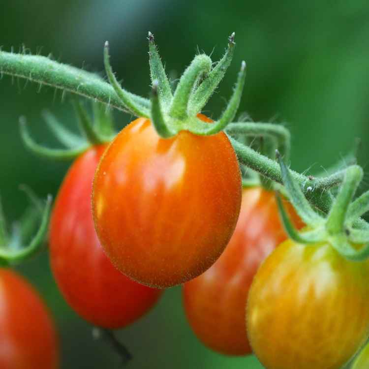 Tomaten