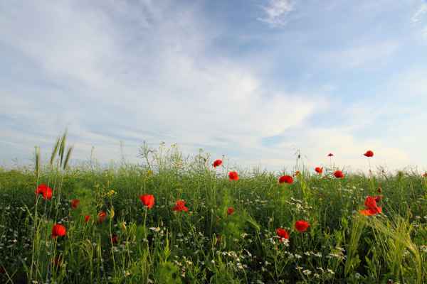 Mohn im Gerstenfeld 2