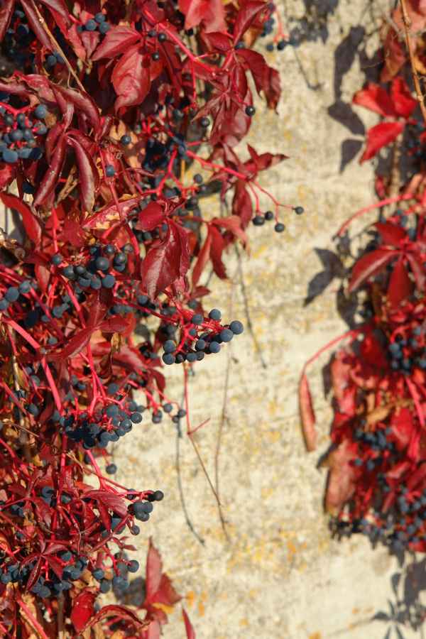 Beeren