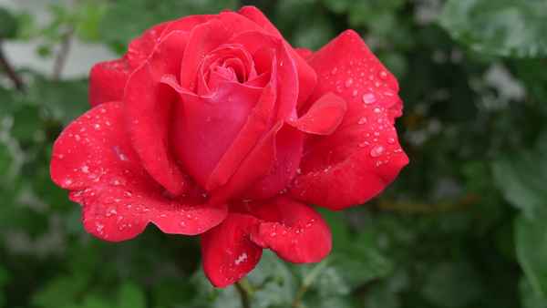 Rote Rose mit Regentropfen