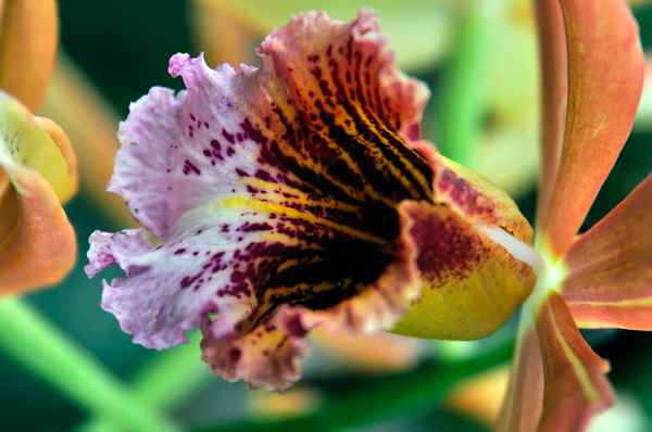 Orchideen 6