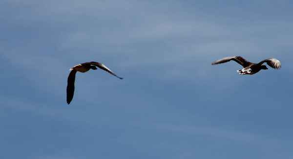 Sommer.Flug