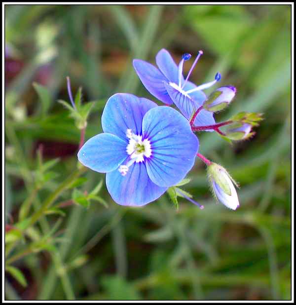 Blue Flower