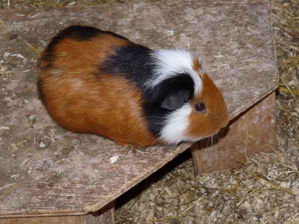 Meerschweinchen