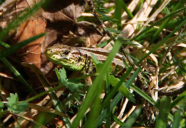 Versteckt im Laub