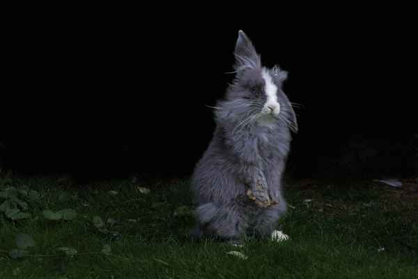 Hasi