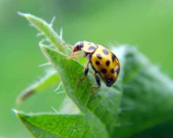 Eingebeult aber putzmunter I