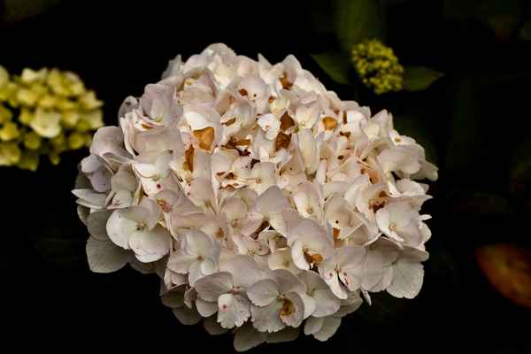 Weisse Hortensie