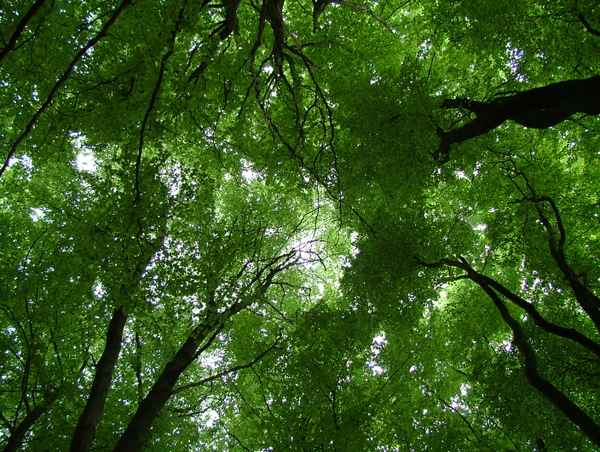 Im Wald