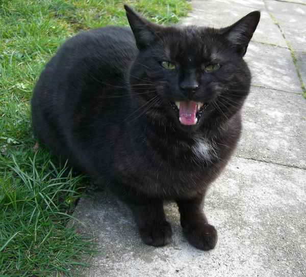Scharze Katze