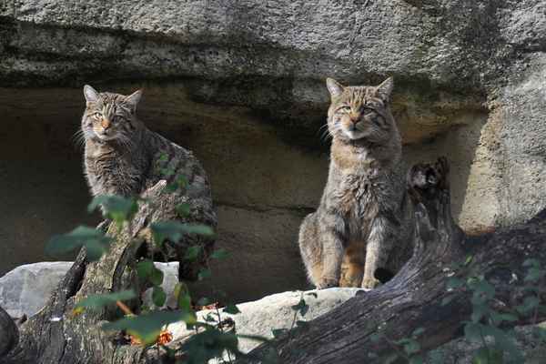 Europäisches Wildkatzenpaar