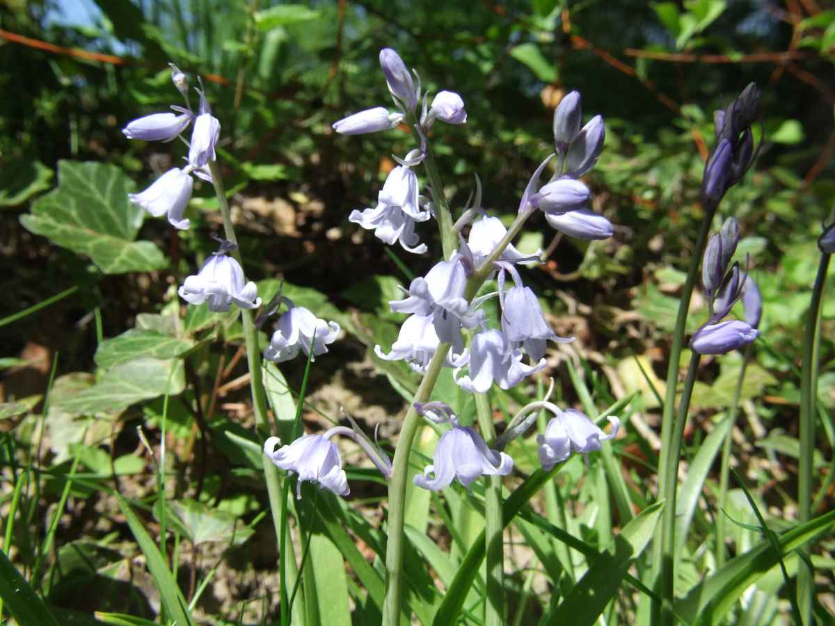 Feldblumen