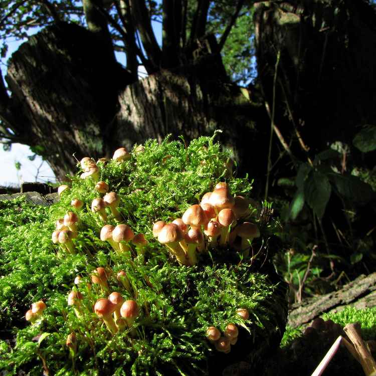 Der Sonne entgegen !