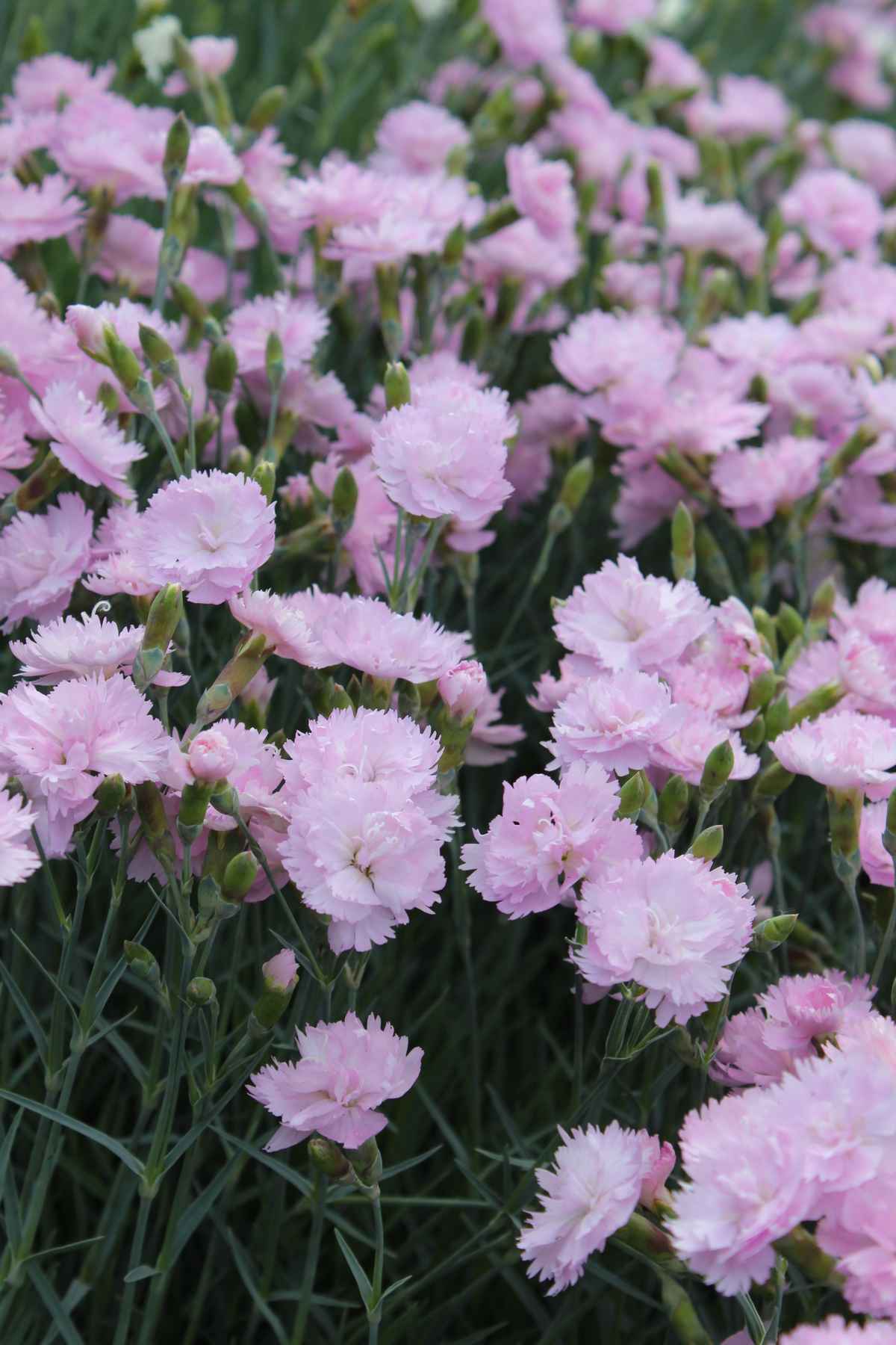 Nelken rosa