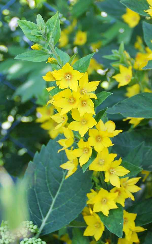 Bilder aus Oma`s Garten 4