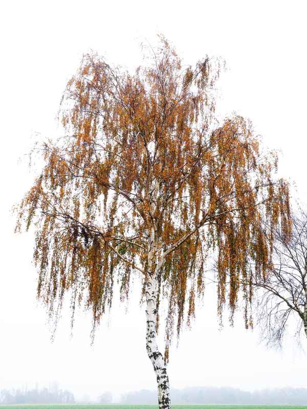 birke im nebel