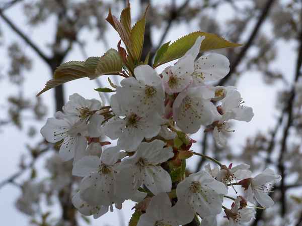 Kirschenblüte