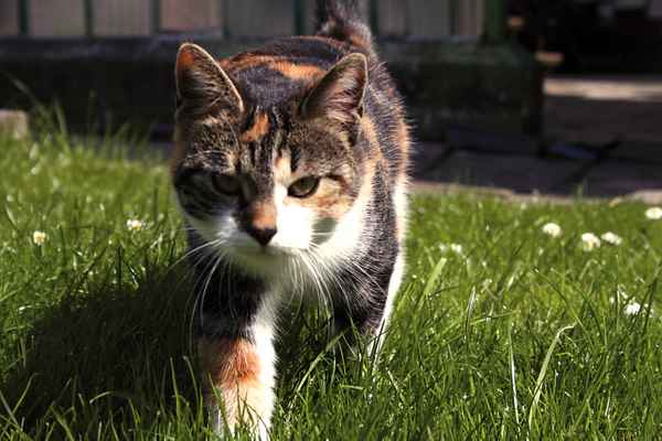 Katze