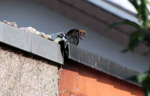 Nun aber schnell zurück zum Nest