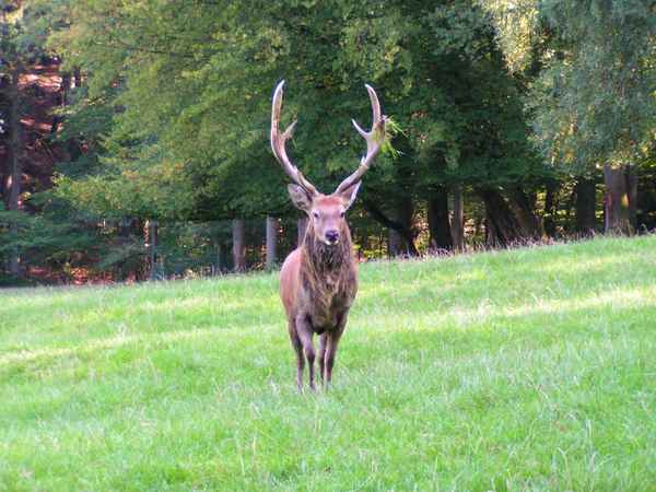 Hirsch 12