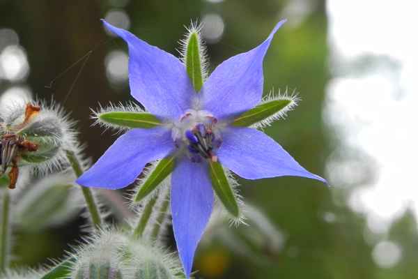 Borretschblüte