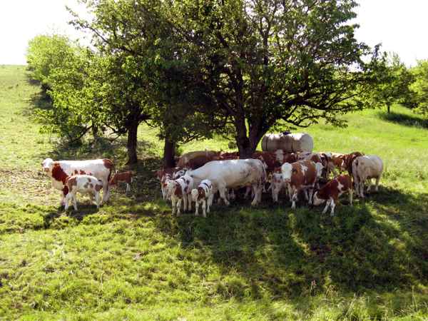 Schattiges Plätzchen