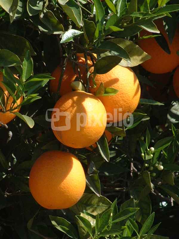 Frische naranjas
