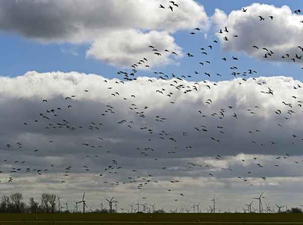 Flügel im Wind, oder: Die große Flatter