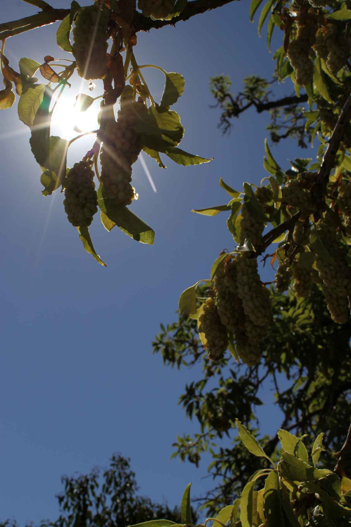 Lichtblick