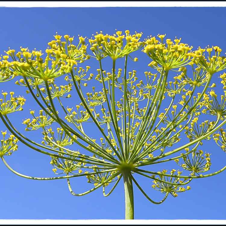 (Himmels)-Dill