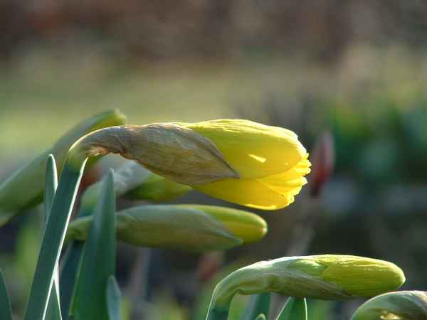 Osterglocken am Morgen 4