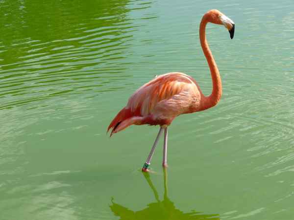 Flamingo im Park
