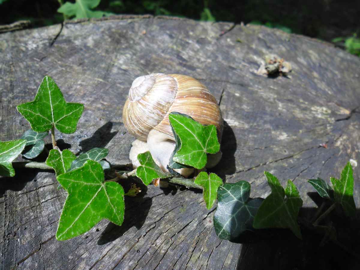 Weinbergschnecke