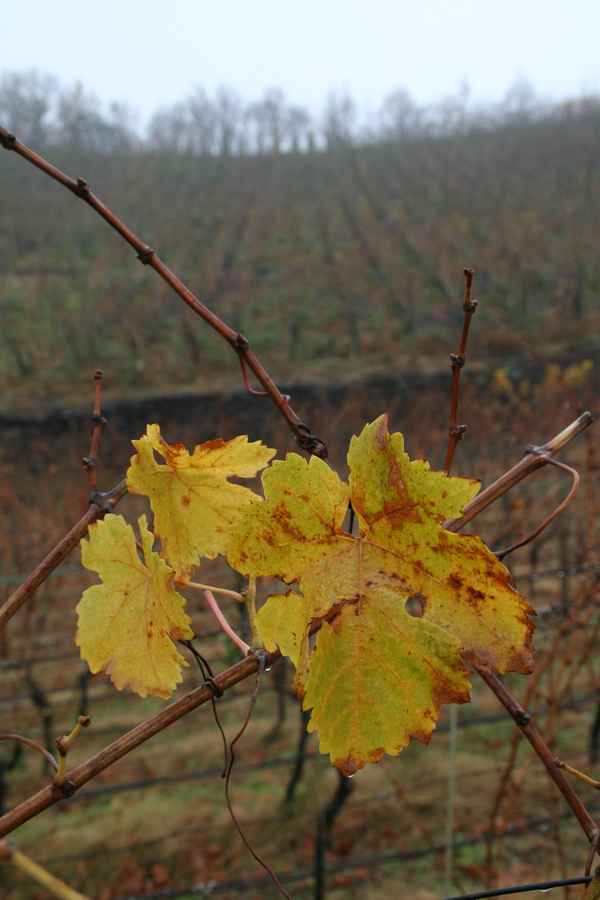 Weinblatt im November