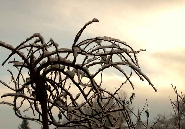 winterliche morgensonne