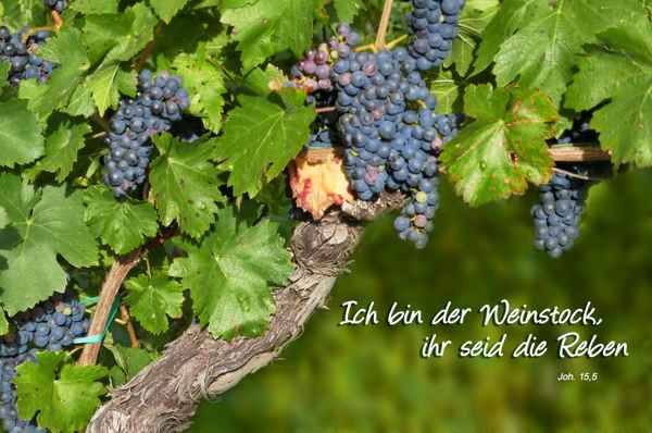 Weinstock und Reben...