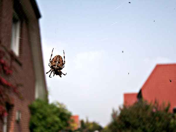 Kreuzspinne