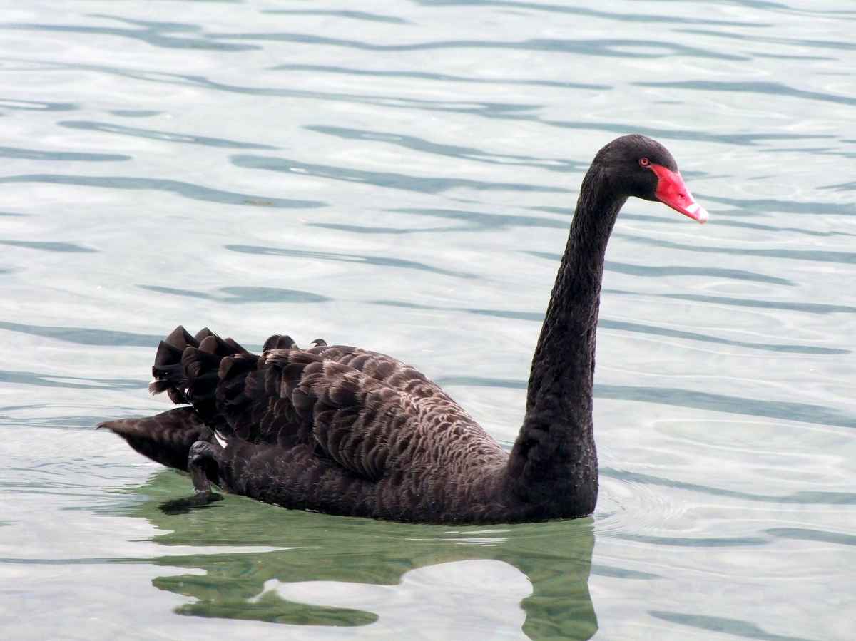 Schwarzer Schwan