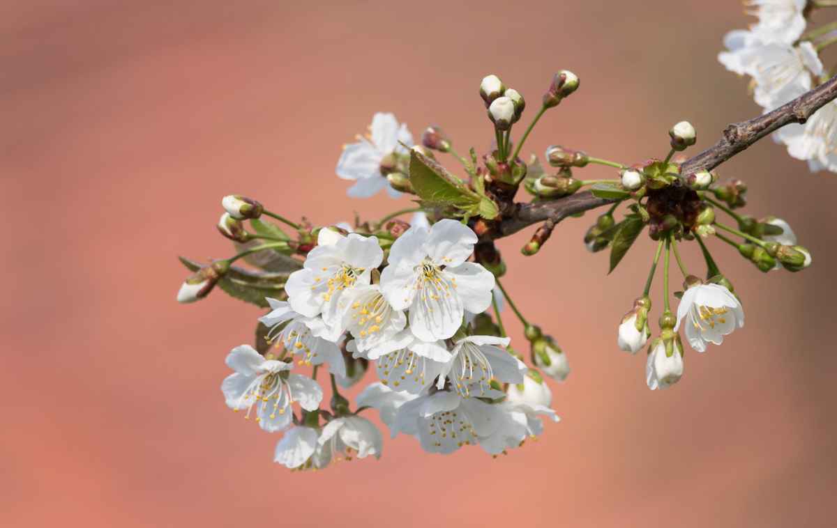 Kirschblüten
