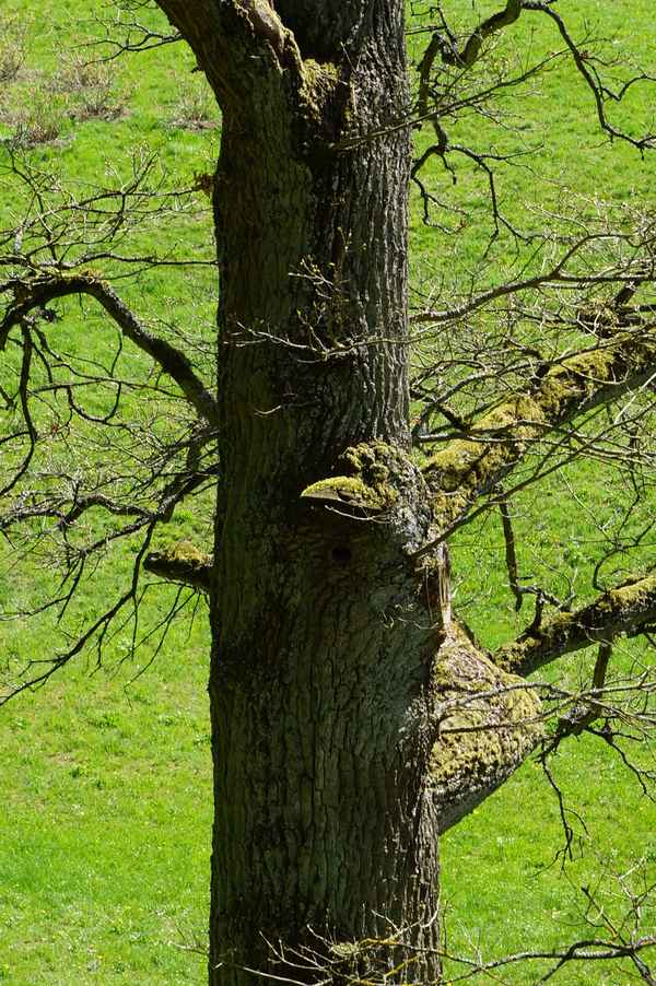 bemerkenswerte Naturskulptur