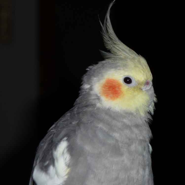 ...und nochmal Coco