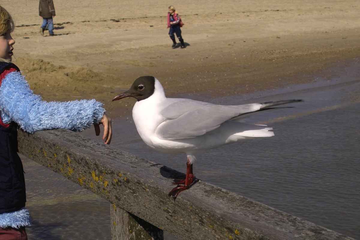 Möwe (7)