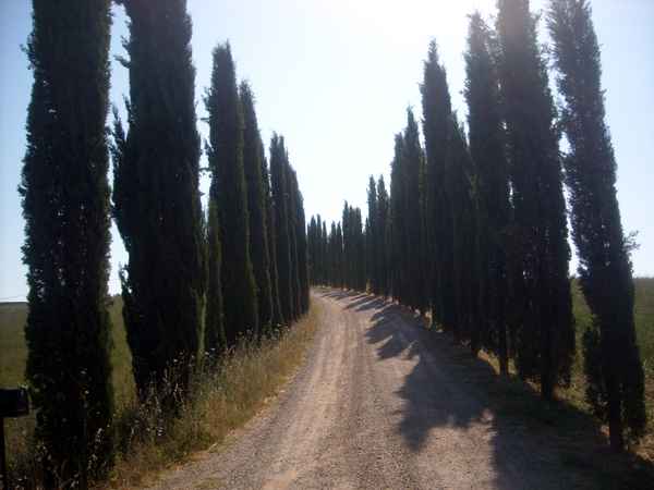 Zypresse Toskana