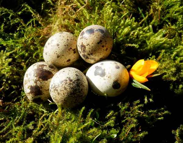 Osternest mit Krokus