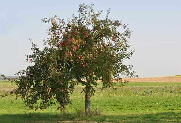 Apfelbaum
