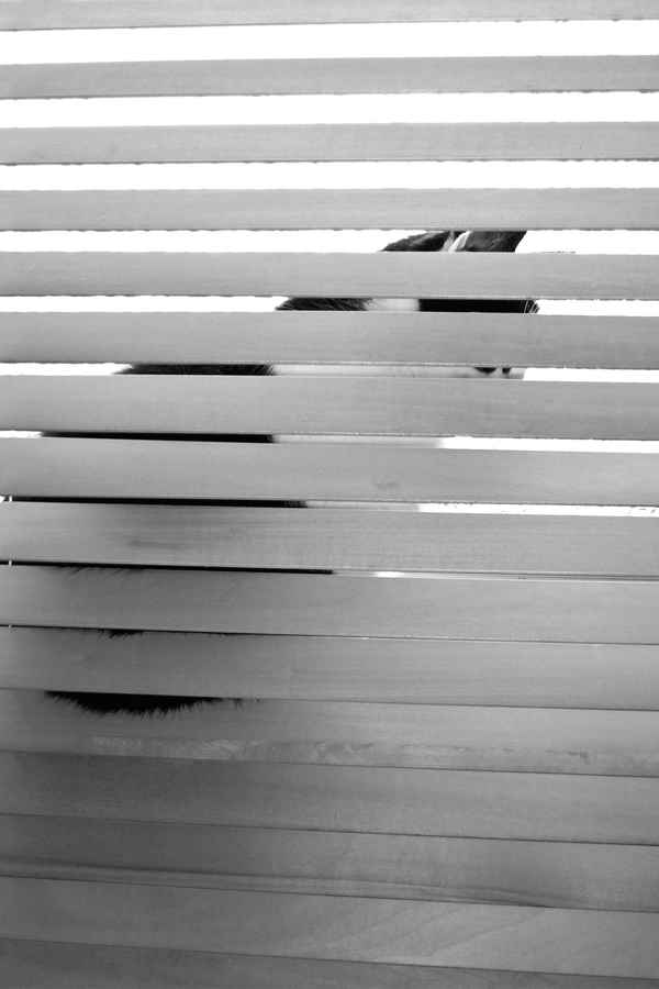 katze hinter jalousie