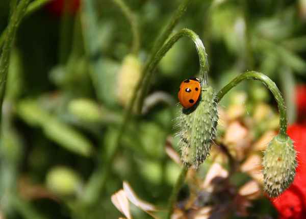 Kleiner Sommerkrabbler 05