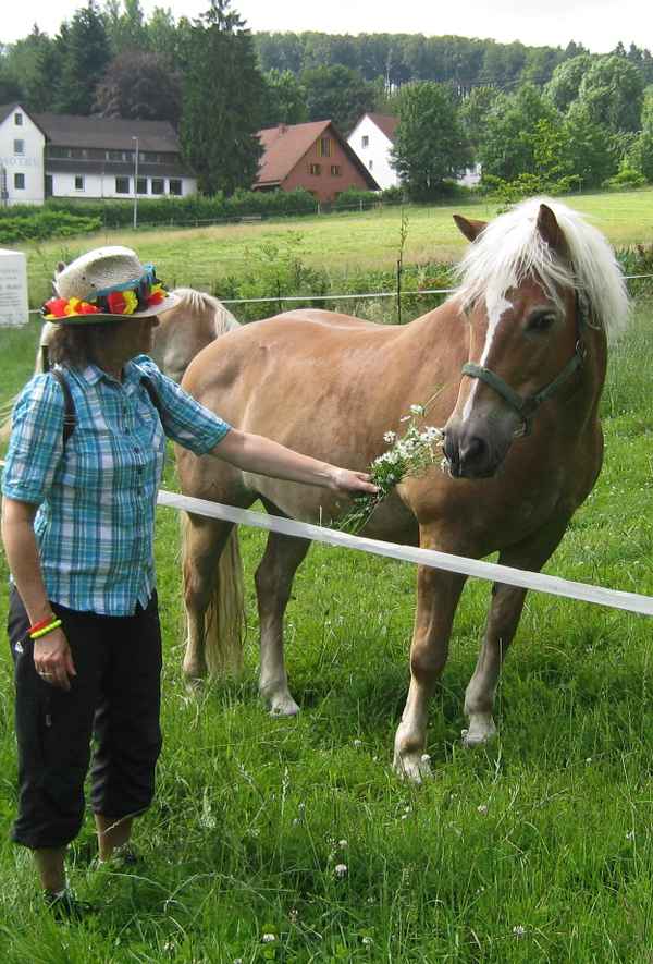 frische Kamille für das Pony